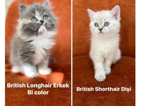 British Longhair Ve Shorthair Güzellikler