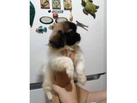 Pekinez Dişi Yavrumuz