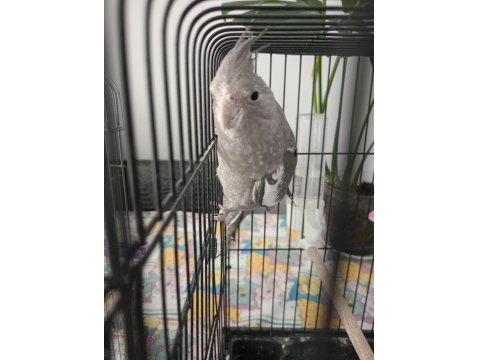 Konuşan Yavru Sultan Papağanı