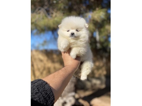 Sağlık Ve Irk Garantili Pomeranian Yavrularımız