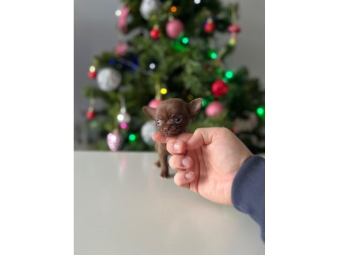 Mini Xs Elma Kafa Dişi Erkek Chihuahua Bebeklerimiz