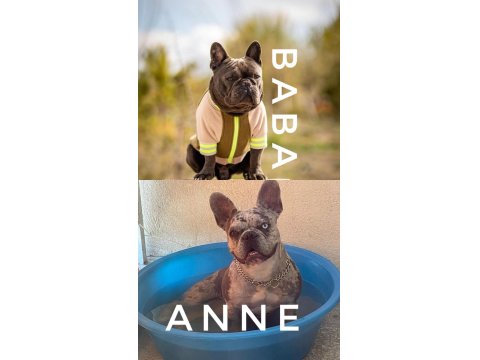 Koca Kafa Mavi Göz Erkek Köpekler