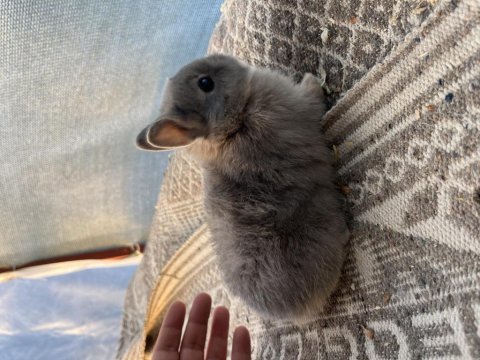 Hollanda Cüce Tavşan