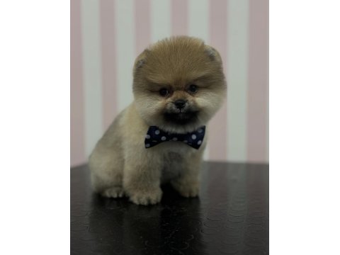 3 Aylık Pomeranian