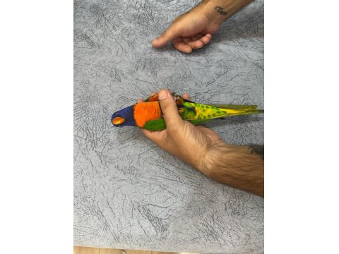 Oyun Hamuru Üst Düzey Lori Papağanı