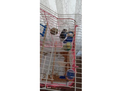 1 Yaşında 1 Dişi Ve 1 Erkek Muhabbet Kuşu