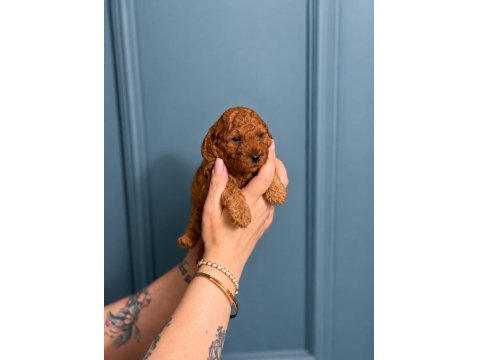 Toy Poodle Yavru Erkek