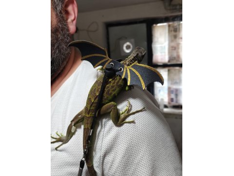 Çipli Evraklı İguana