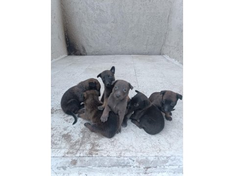 Sağlam Kan Belçika Malinois Yavruları