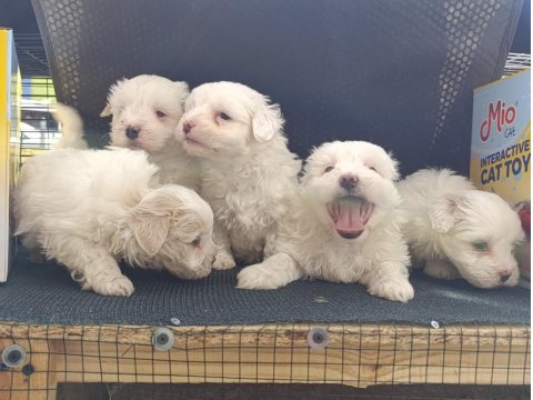 A Kalite Maltese Bebekler
