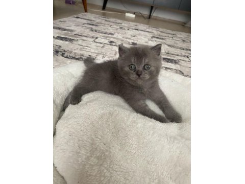 A Kalite Tuvalet Eğitimli Yavru Kediler