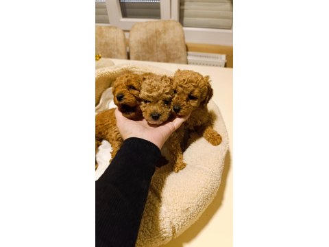 Red Toy Poodle Yavrular