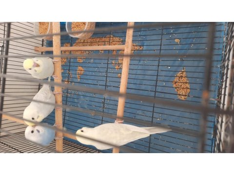 Yavru Ele Alıştırmalık Rainbow Muhabbet Kuşu