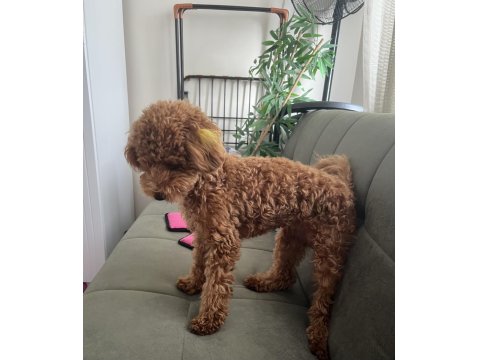 Red Brown Toy Poodle