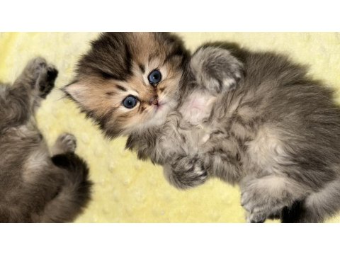 Teslime Hazır İran Kedisi Bebeklerimiz