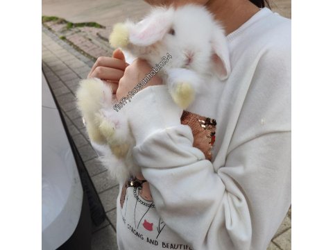 Beyaz Hollanda Lop Tavşan Yavrular