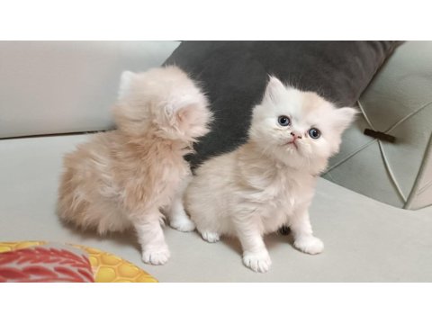 2 Aylık Erkek-Dişi İran Kediler