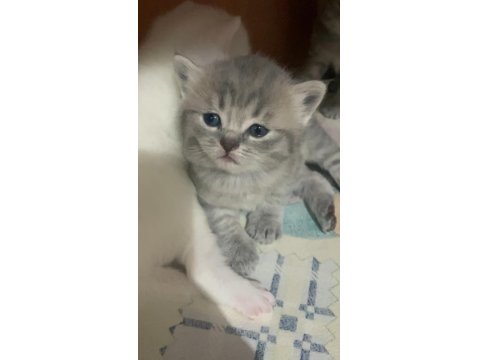 British Ve Scottish Fold Yavru Kediler