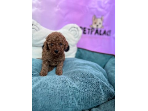 Red Brown Toy Poodle Bebekler