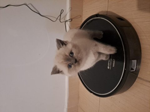 British Yavrularımız Teslime Hazır