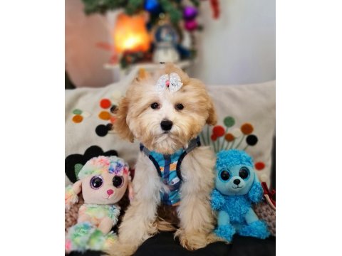 Orjinal Toy Maltipoo Yavrular