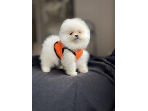 Ayı Surat Pomeranian Boo Köpekler