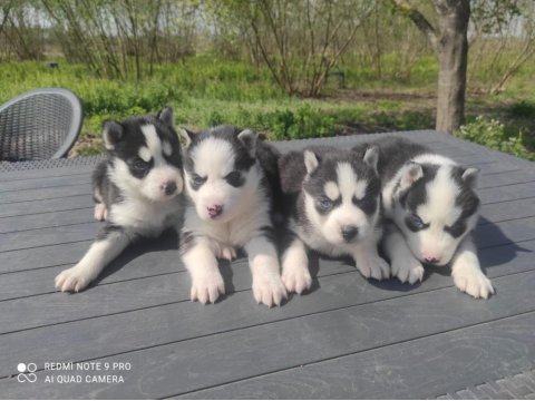 Mavi Göz Kızıl Siyah Beyaz Husky Bebek Köpekler