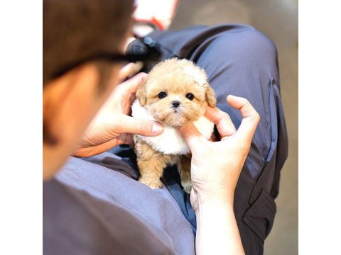 Toy Poodle Köpekler Sizleri Bekliyor