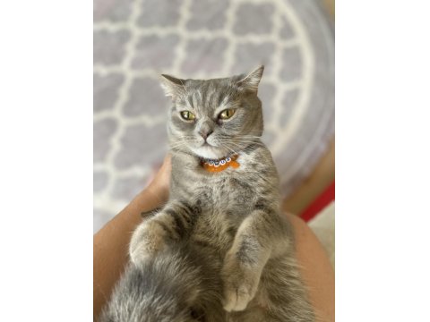 British Shorthair Kedimiz Ücretsiz