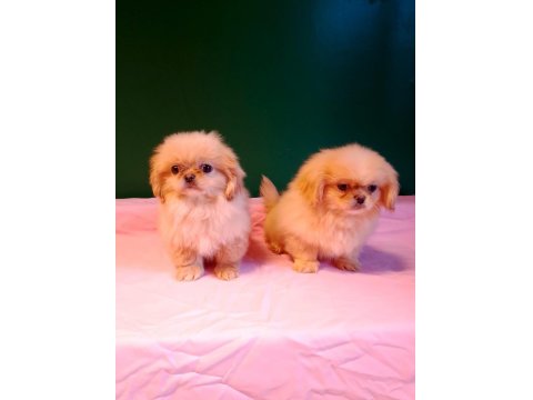 Sevgililer Gününe Özel A Kalite Pekinez Bebeklerimiz