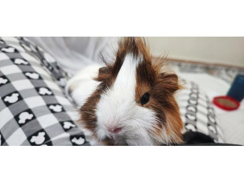 Gayet Sağlıklı Guinea Pig