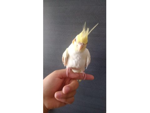 Sultan Papağanı Lutino Kırmızı Göz