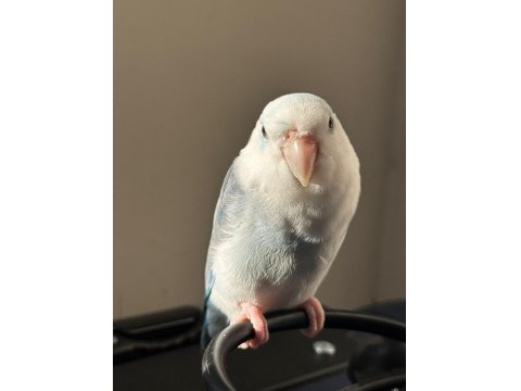 2-3 Aylık Bebek Forpus Papağanı