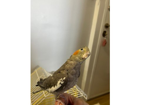 Eğitimli Yavru Ele Kola Gelen Dişi Sultan Papağanı