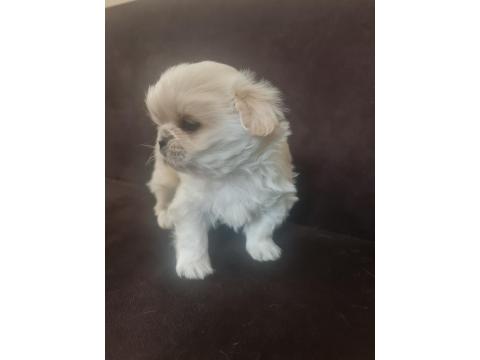 Pekinez Bebek Köpeğimiz