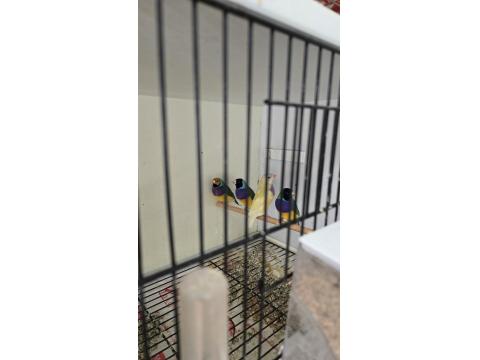 Goldian Finch (Gökkuşağı İspinozu)