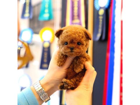 2 Aylık Korean Toy Poodle Yavrularım