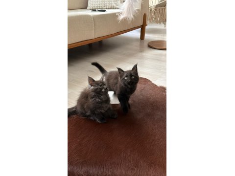 Koleksiyonluk Dev Maine Coon Black Smoke Yavrular