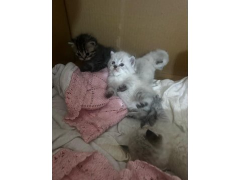 5 Adet Erkek Ve 1 Adet Dişi Kedi