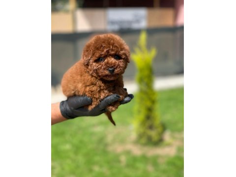Ev Ortamında Doğup Büyüyen Toy Poodle Yavrularımız