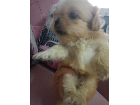 İki Adet Pekinez Erkek