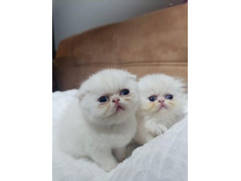 Çok Sevimli Safkan Exotic Amerikan Kedisi