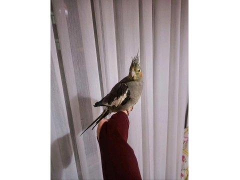 Ultra Evcillik Sultan Papağanı (Omza Gelir)