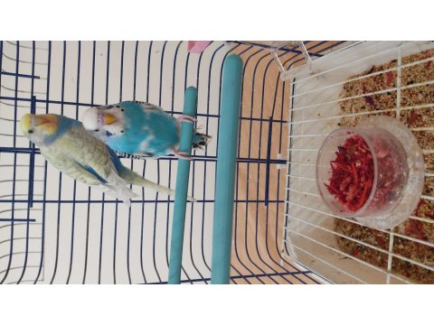 Genç Çift Muhabbet Kuşları