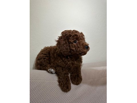 Red Brown Toy Poodle Yakışıklı Erkek
