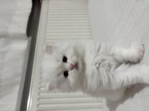 British Longhair Yavrusu