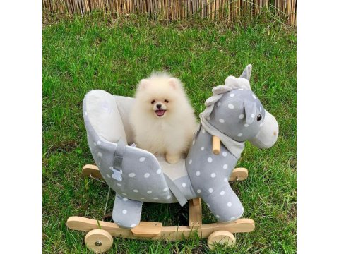 Pomeranian Boo Köpeği Yavruları