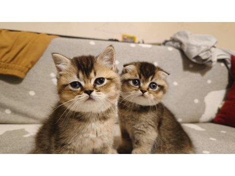 Güzeller Güzeli Scottish Foldlar