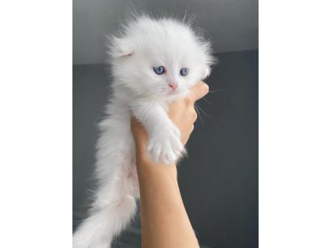 Maviş 35 Günlük Longhair Scottish Üzgün Ayı Surat