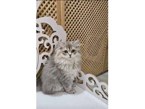 Son Erkek Scottish Straight Yavrumuz